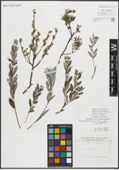 Foto von Salix repens L.